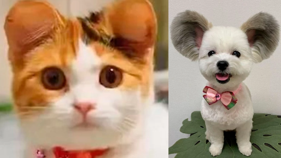 cortar orejas y cola a las mascotas