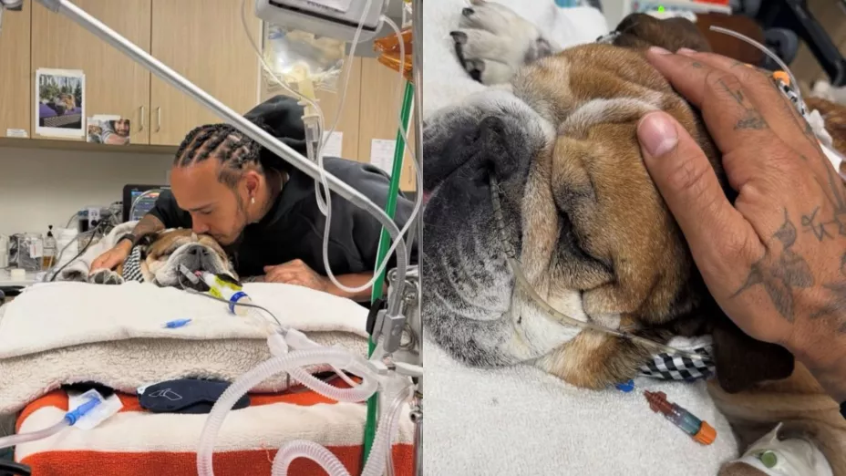 Lewis Hamilton y su perro Roscoe