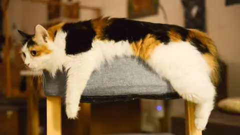 “Los gatos siempre caen de pie”, ¿mito o realidad?