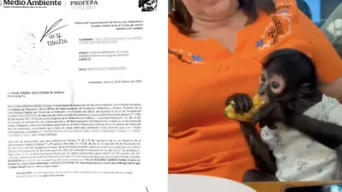 Regidora de Ocotlán es exhibida manoteando un mono araña; dice que no es suyo
