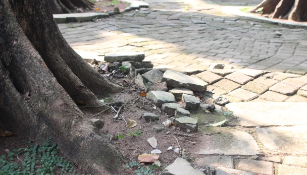 Árbol que no levanta las banquetas