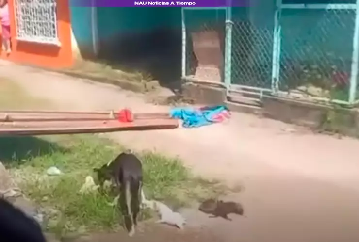 Perrito agredido.png