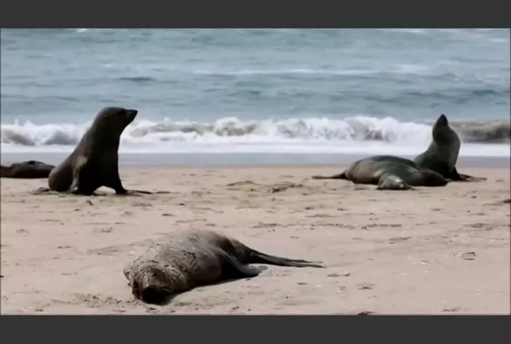 hallan muertas 7 mil focas en Namibia