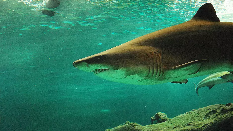 tiburones_peces_espada