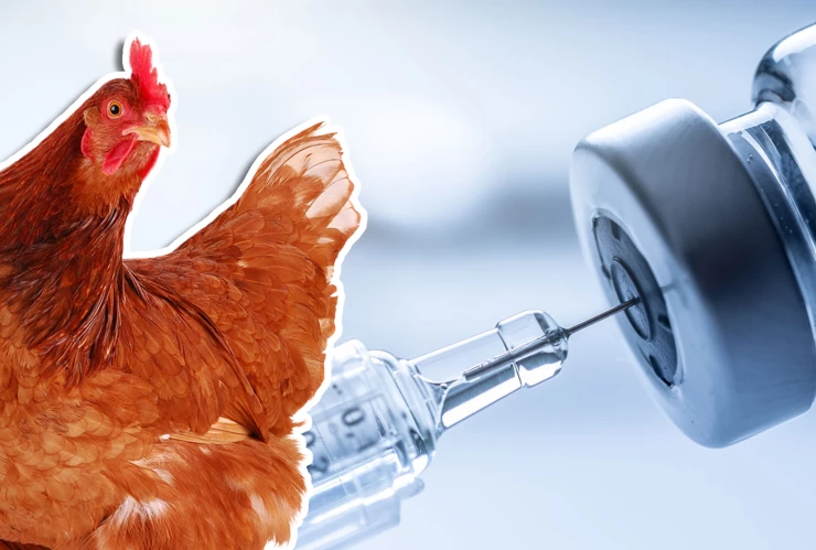 OMS lanza recomendación_ Pide a grupos vulnerables vacunarse contra gripe aviar A(H5).jpg