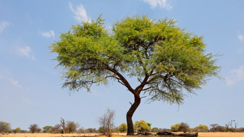 Camel-thorn tree against a blue sky