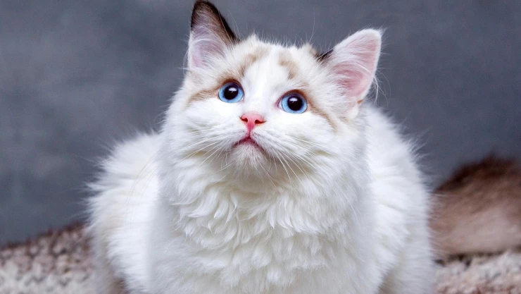 Alertan de alimento para gato posiblemente contaminado con gripe aviar
