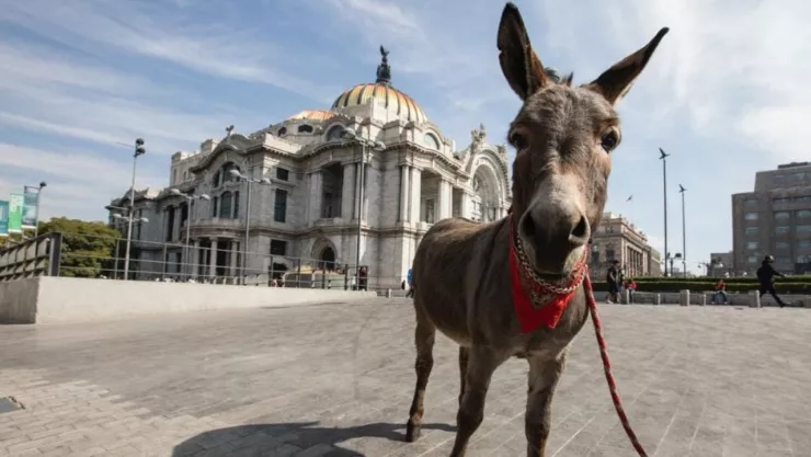 Tiernas fotos de un burrito en monumentos de CDMX