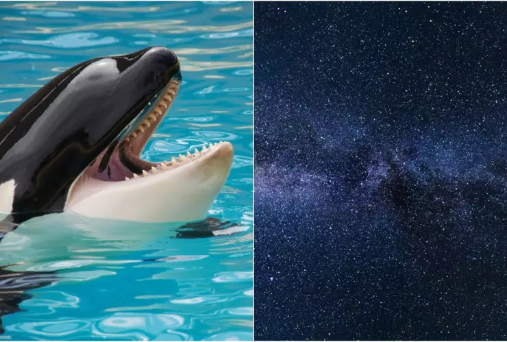 FOTO_ ¡impresionante! Captan ballena voladora en el cielo y resulta ser avión de la NASA