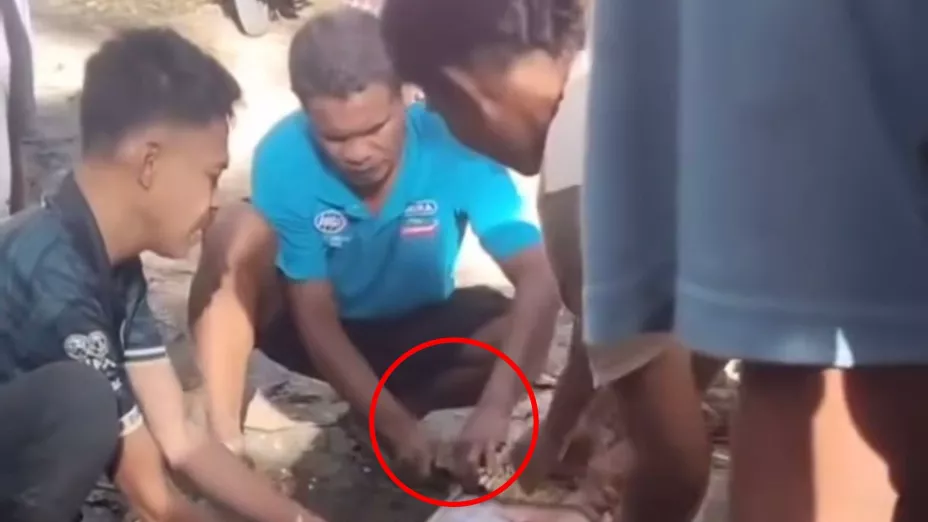 VIDEO | ¡IMÁGENES FUERTES! Pitón de 8 metros se traga a un hombre de 61 años