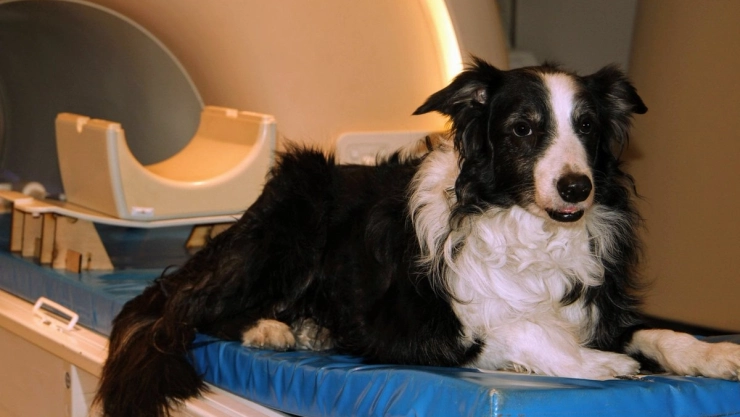 estudio perros idomas