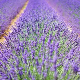 /estilo-de-vida/como-hacer-propia-lavanda-natural-aromatizar-hogar