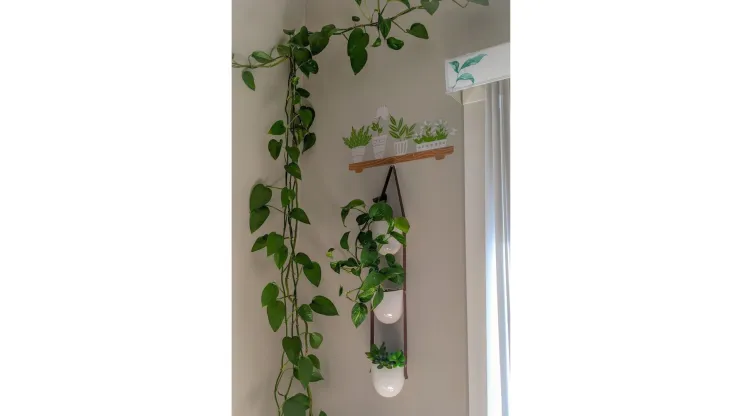 planta