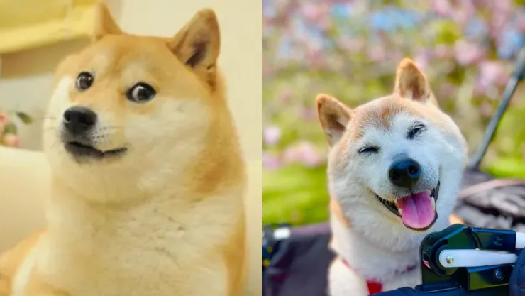 ¡De luto! Muere la perrita Doge, famoso e icono de memes en internet