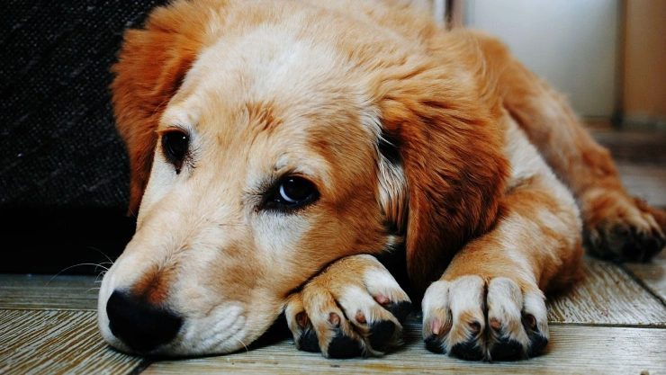 ¿Los perros realmente piden perdón cuando hacen algo malo?