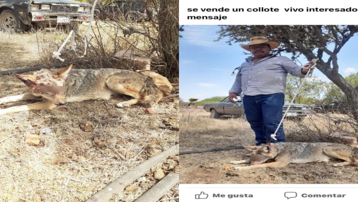 Venden coyote en Facebook