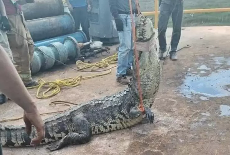 Cocodrilo se queda atrapado en una alcantarilla