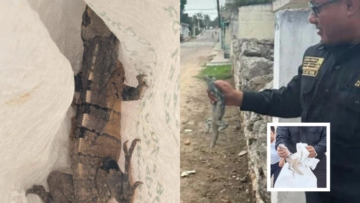 Iguana en Tizimín causa temor entre los vecinos; ya fue atrapada