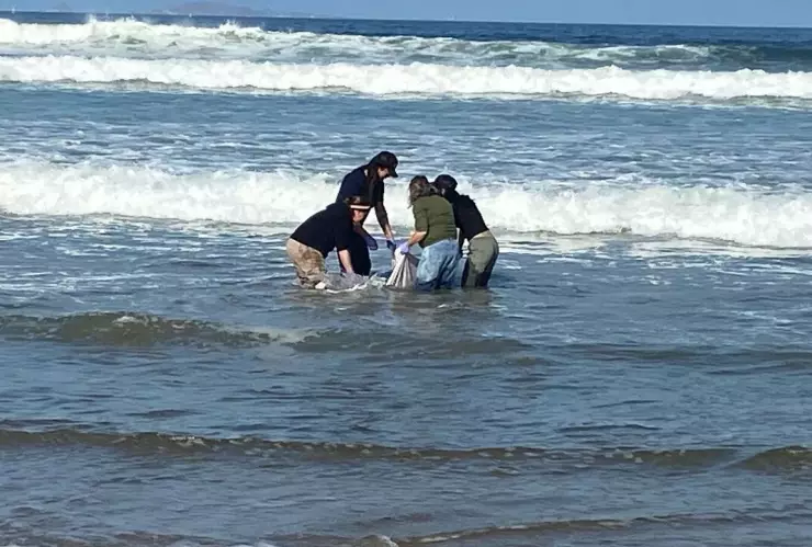Delfín es rescatado tras quedar varado en la costa de Ensenada
