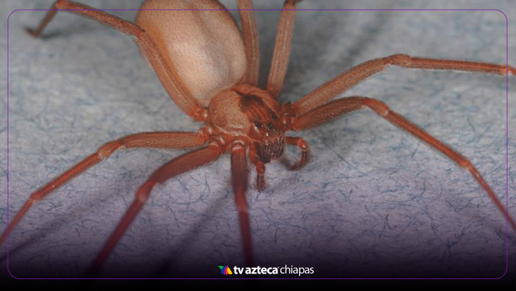¿Hay arañas violinistas en Chiapas? Esto es lo que debes saber