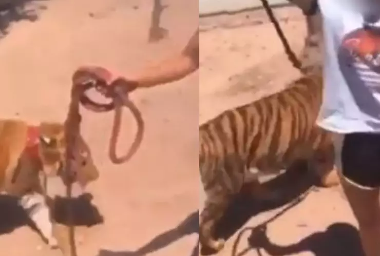 tigre pasea guasave sinaloa.jpg