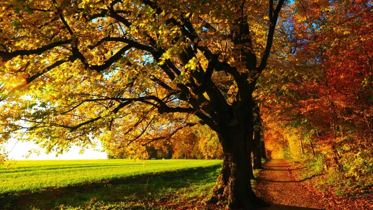 Equinoccio ¿A qué hora entra el otoño en México hoy 22 de septiembre 2025