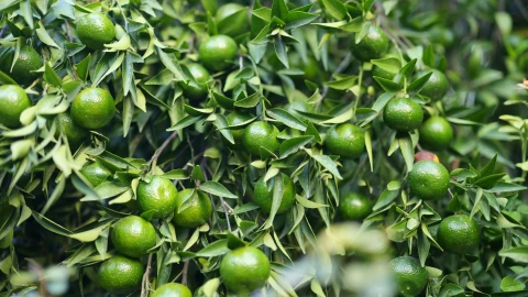 Precio limón en Michoacán