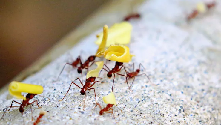 ¿Cuál es el truco con granos de café para eliminar las hormigas del jardín?