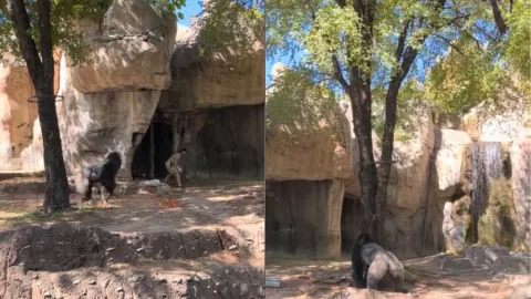 Gorila persigue a cuidadoras