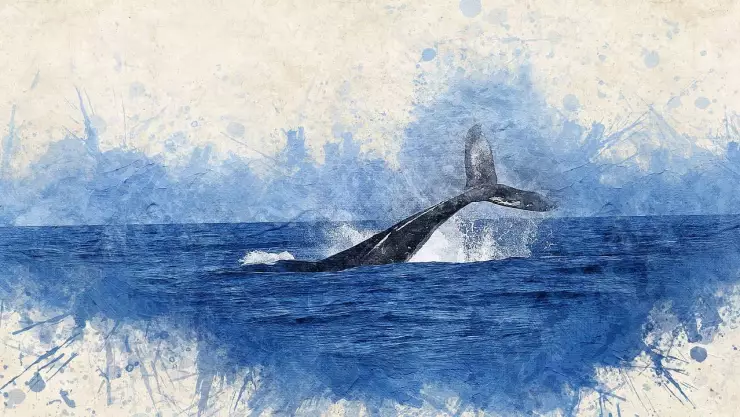 ¿Qué está pasando con el avistamiento de ballenas en Acapulco_.jpg