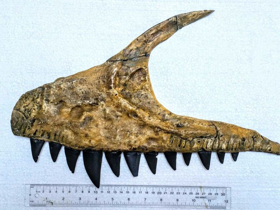 Dinosaurio, tiburón, T-Rex.jpg