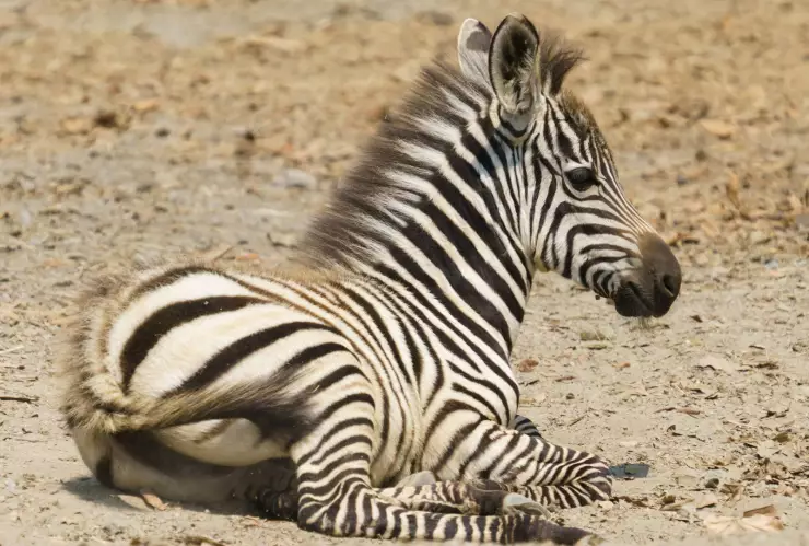 Zoológico de Chihuahua cebra