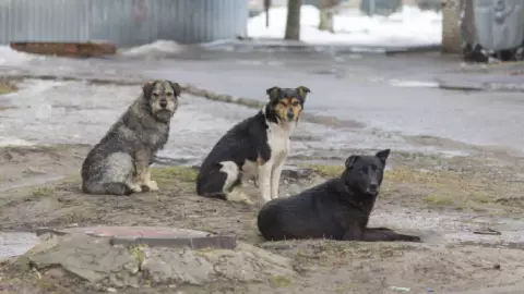 Hombre patea a perrito en Texcoco, Edomex