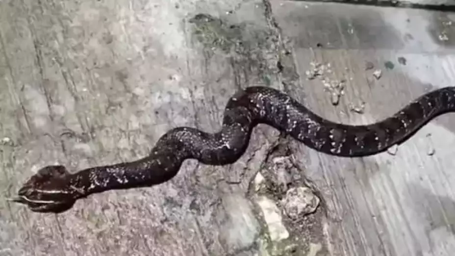 PORTADA serpiente más venenosa.jpg