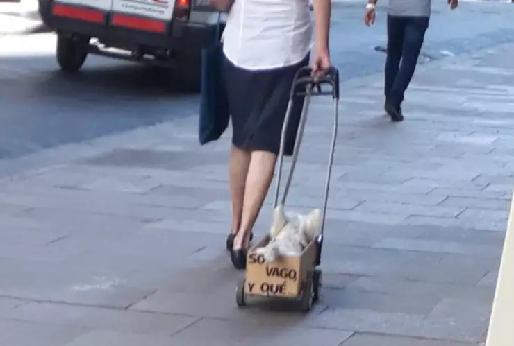 Perrito flojo es paseado en una caja.jpg