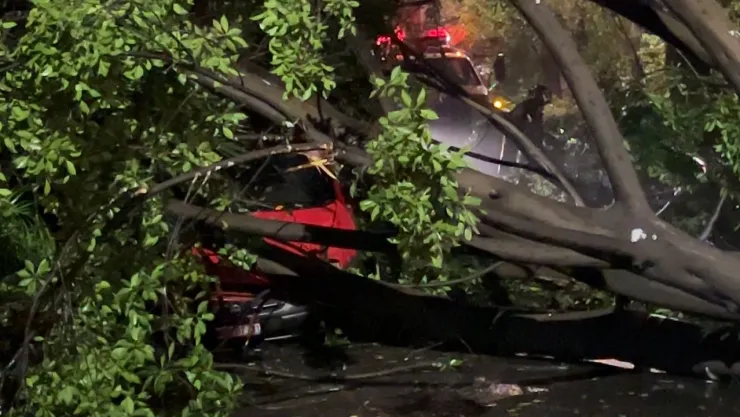 CDMX: En la Condesa, un árbol colapsó sobre un hombre y dos autos