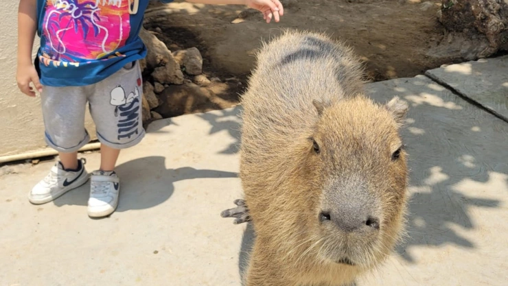 lugares en Puebla y Tlaxcala donde puedes ver y convivir con capibaras