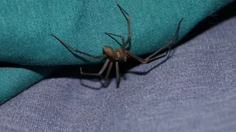 Joven de 18 años es atacado por una araña violinista y es trasladado a urgencias