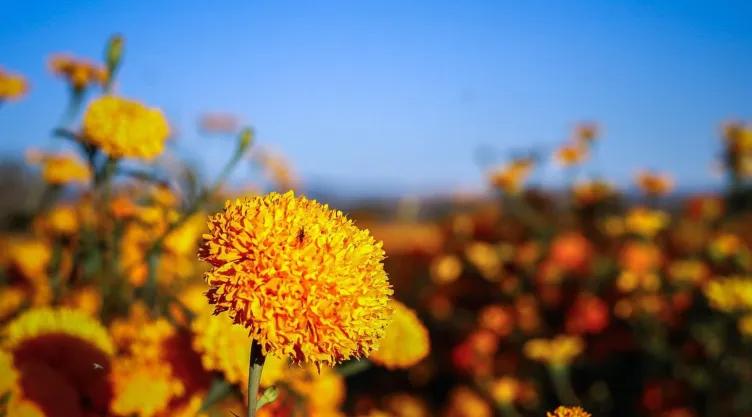 Flor de cempasúchil