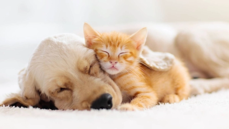 Cómo lograr que tu mascota se duerma rápido y profundamente, según los expertos