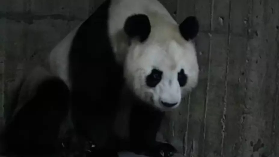 oso_panda_zoologico_madrid