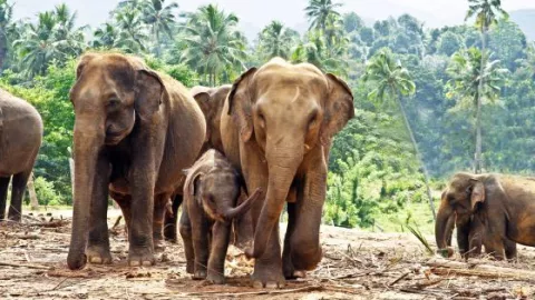 Elefantes de Sri Lanka tendrán sus propias identificaciones