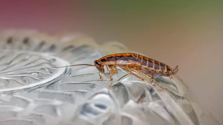 ¡Adiós a las cucarachas! Elimina los huevecillos de tu alacena con estos sencillos pasos