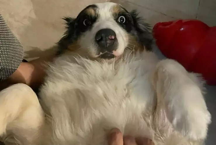 3 razas de perros que son perfectas para cuidar niños.jpeg