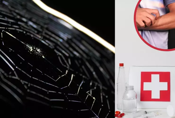 ¿Cómo recibir atención médica en Baja California por la picadura de una araña violinista?