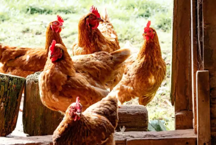 primer caso de gripe aviar en mexico