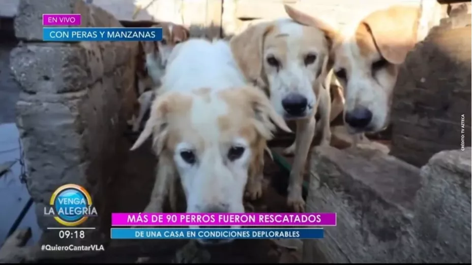 Rescatan a más de 90 perritos de convertirse en carne para consumo humano.