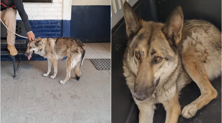 El ejemplar está bajo resguardo de la Brigada de Vigilancia Animal.