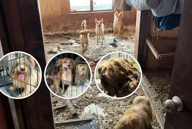 Rescatan perritos de una casa abandonada en Mazatlán