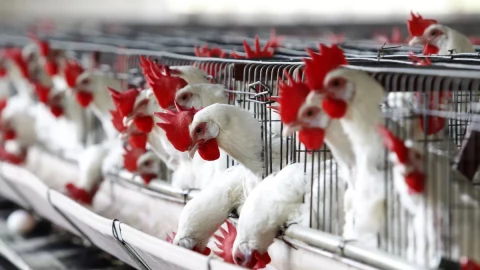 Pollos contagiados con (IAAP) H5N1